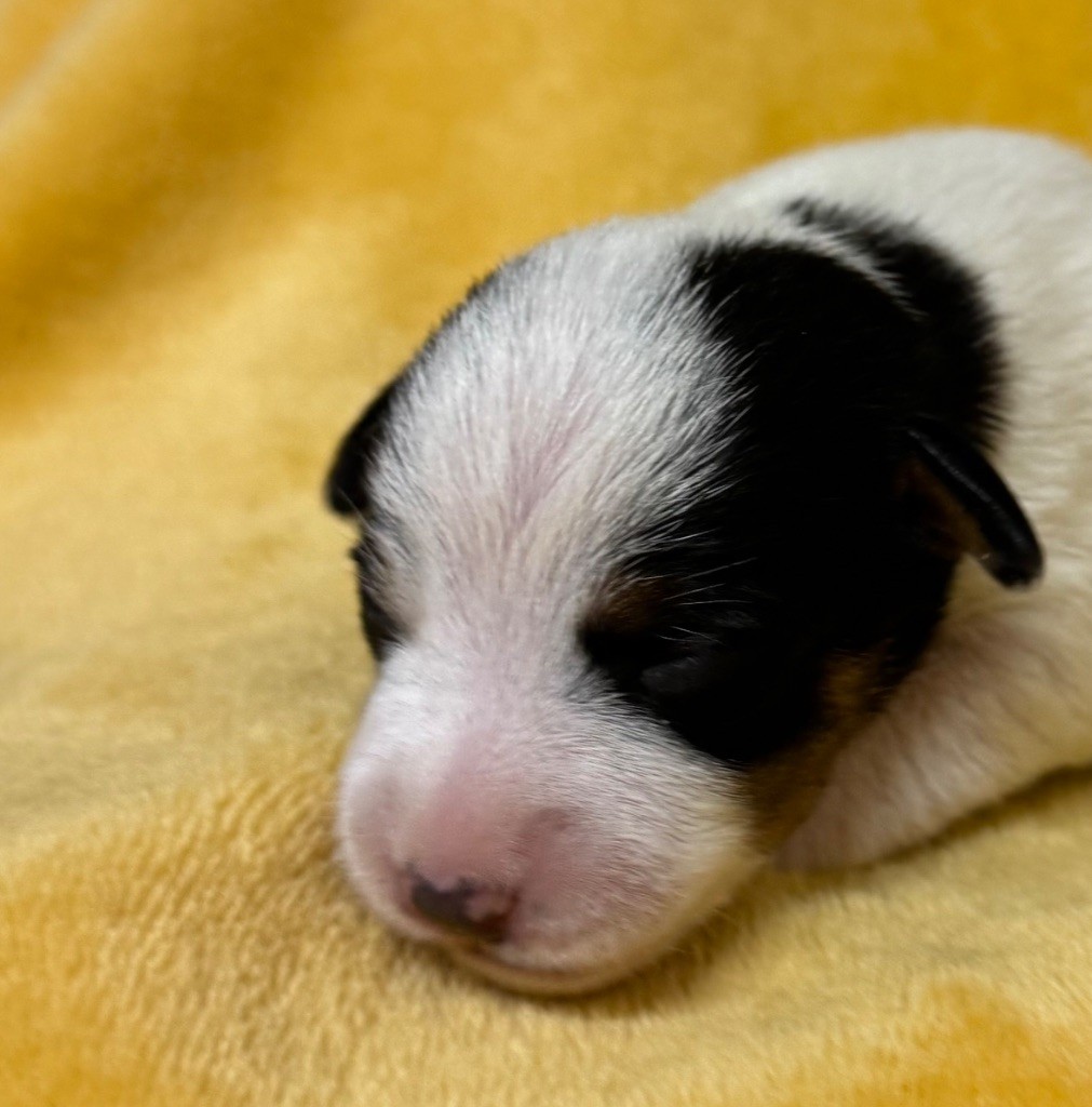 De La Grange Du Moulin - Chiot disponible  - Parson Russell Terrier