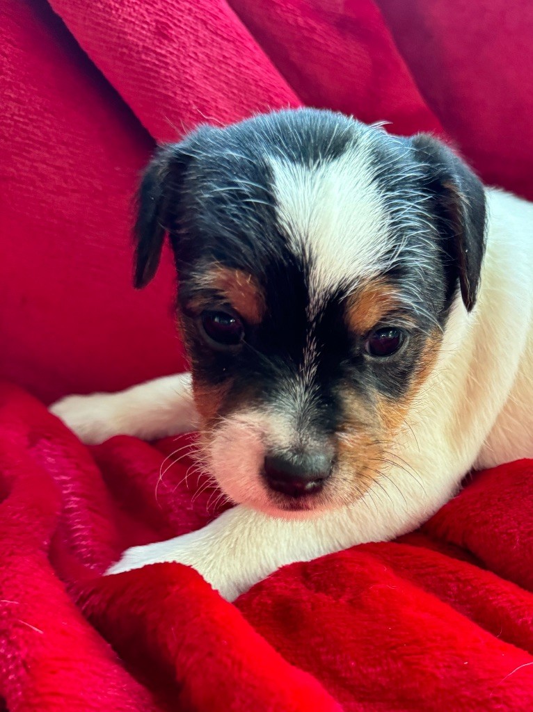 De La Grange Du Moulin - Chiot disponible  - Parson Russell Terrier