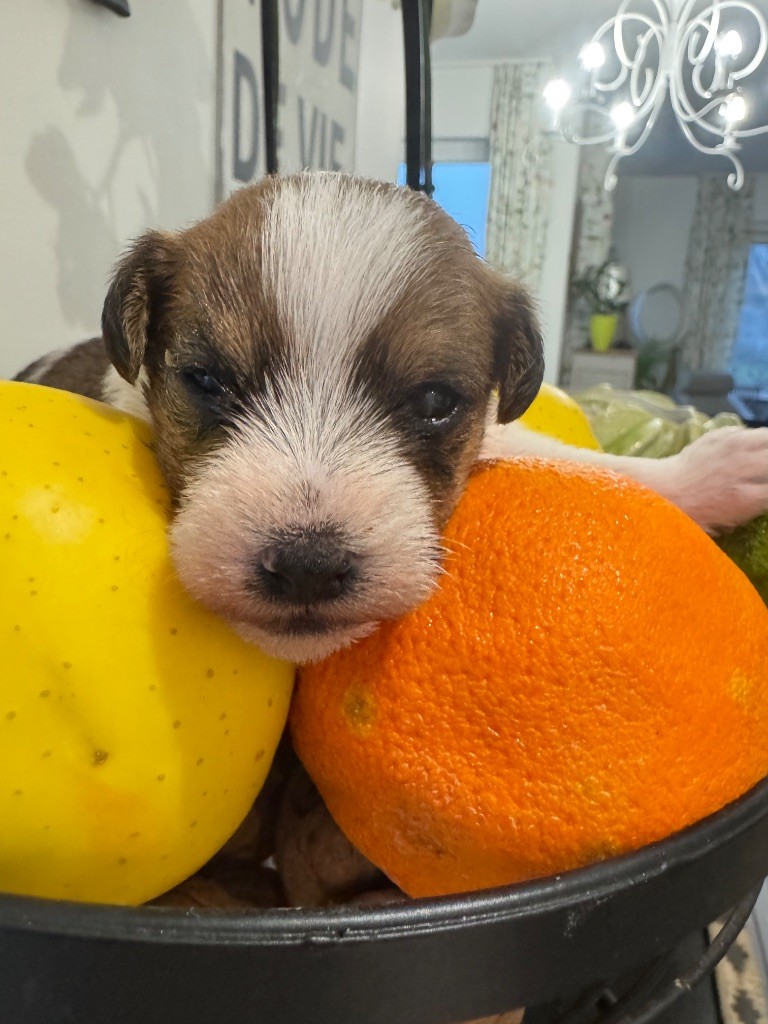 De La Grange Du Moulin - Chiot disponible  - Parson Russell Terrier