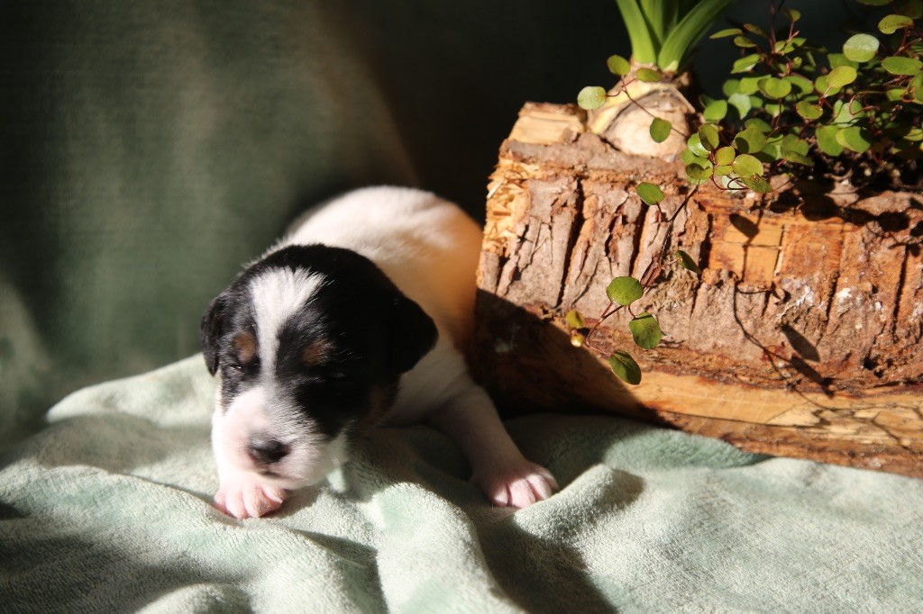 De La Grange Du Moulin - Chiot disponible  - Parson Russell Terrier