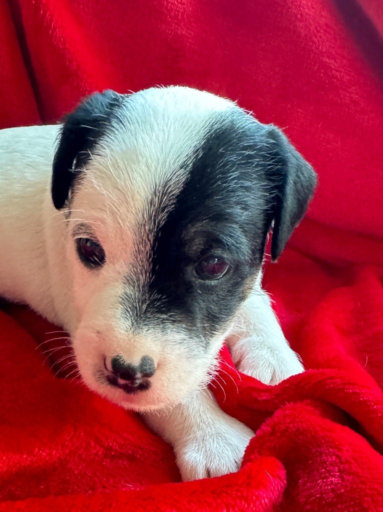 De La Grange Du Moulin - Chiot disponible  - Parson Russell Terrier