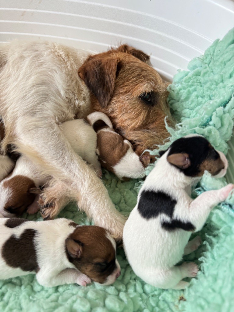 chiot Parson Russell Terrier De La Grange Du Moulin