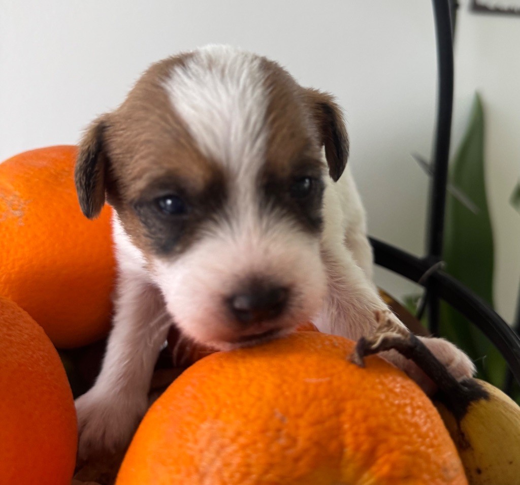 De La Grange Du Moulin - Chiot disponible  - Parson Russell Terrier