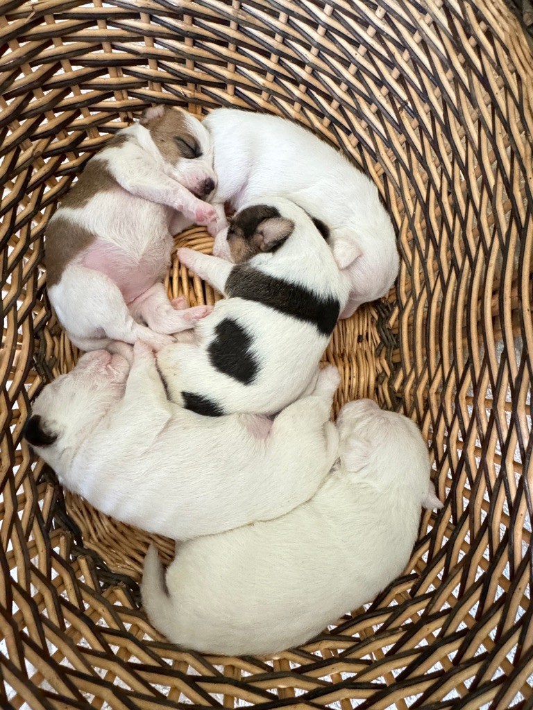 chiot Parson Russell Terrier De La Grange Du Moulin