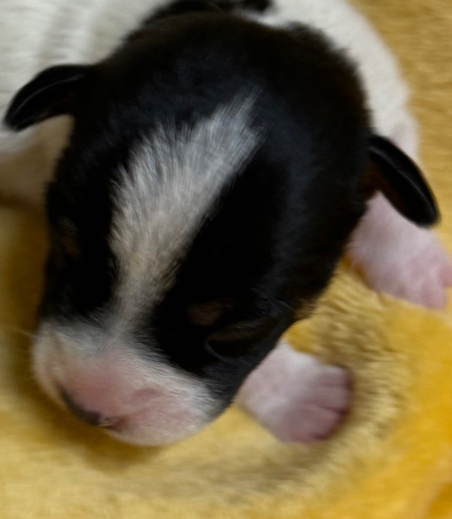 De La Grange Du Moulin - Chiot disponible  - Parson Russell Terrier