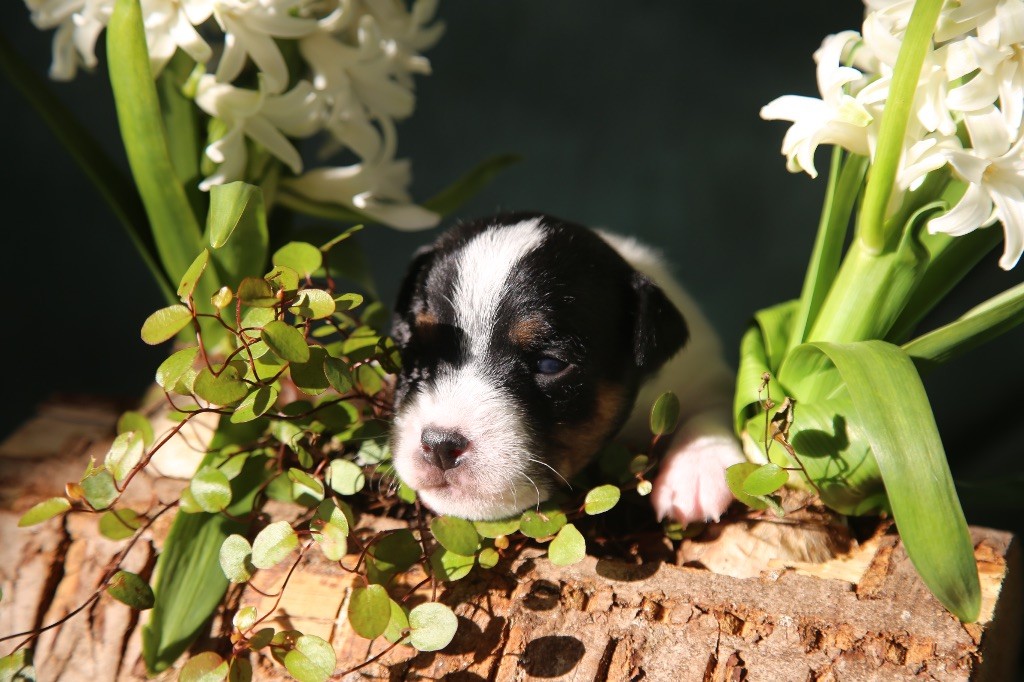 De La Grange Du Moulin - Chiot disponible  - Parson Russell Terrier