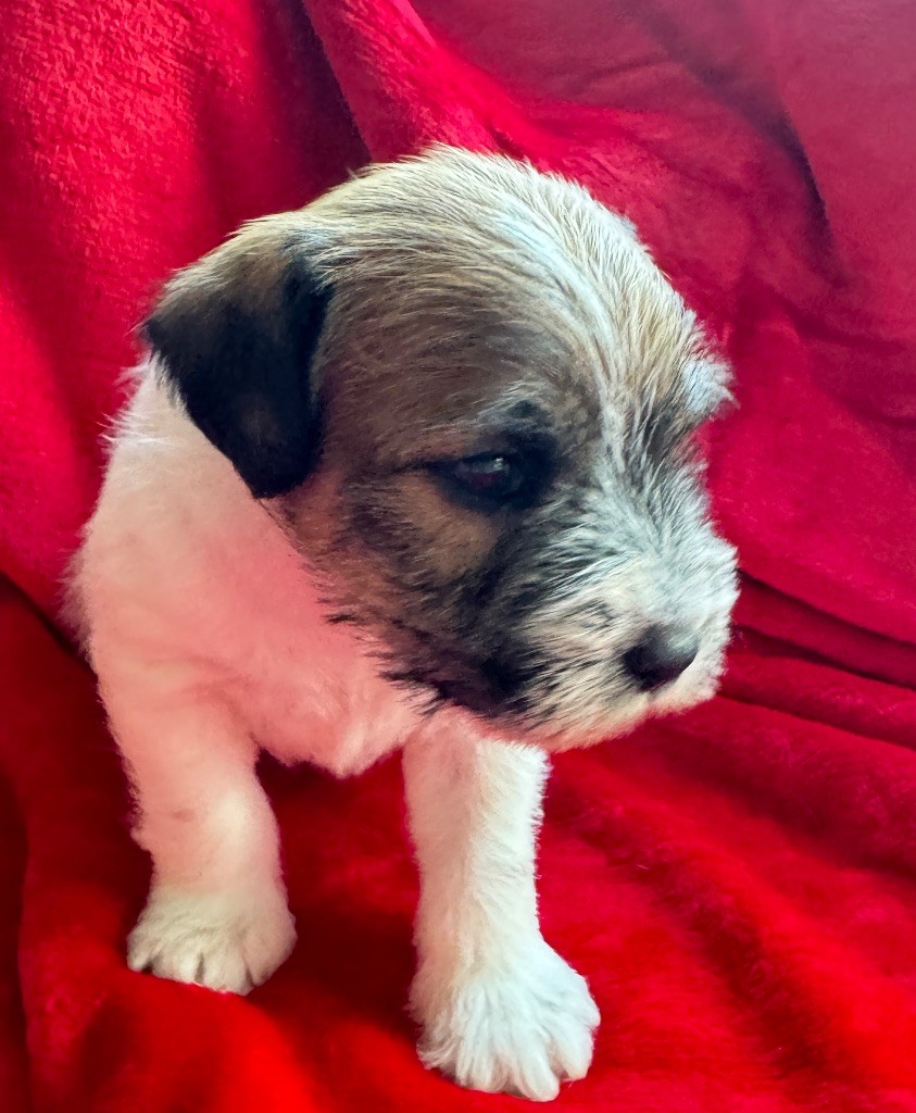 De La Grange Du Moulin - Chiot disponible  - Parson Russell Terrier