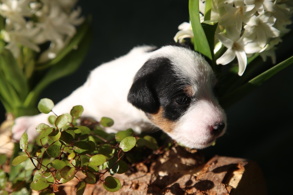 De La Grange Du Moulin - Chiot disponible  - Parson Russell Terrier