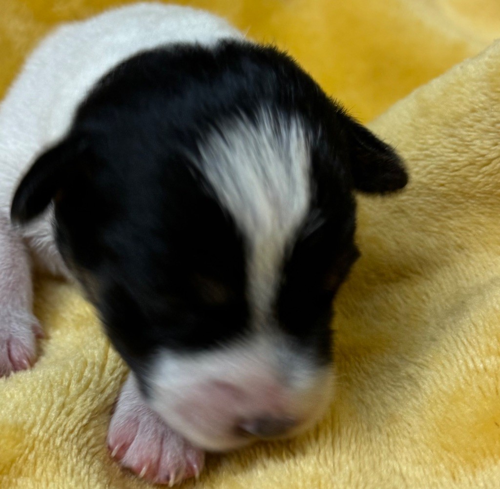 De La Grange Du Moulin - Chiot disponible  - Parson Russell Terrier