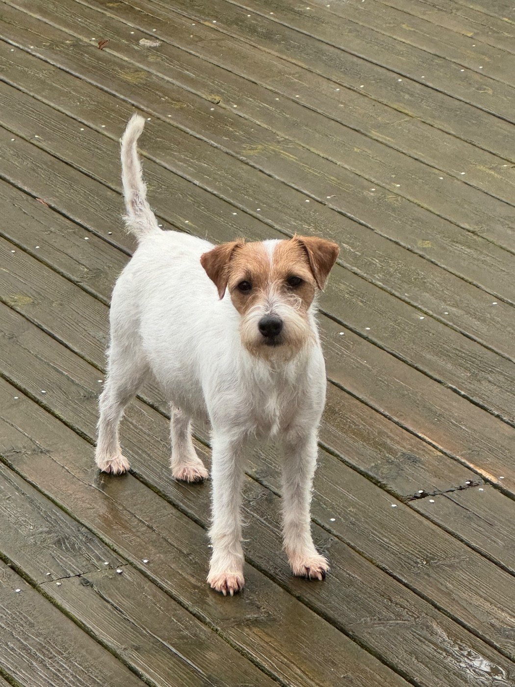 CH. UNIQUE De La Grange Du Moulin