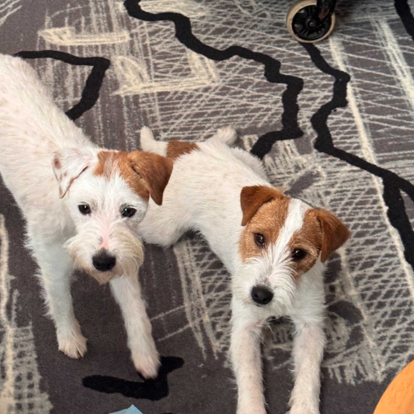 AMBRE et AMIRAL JEUNES CHAMPIONS du LUXEMBOURG le 04/04/2026