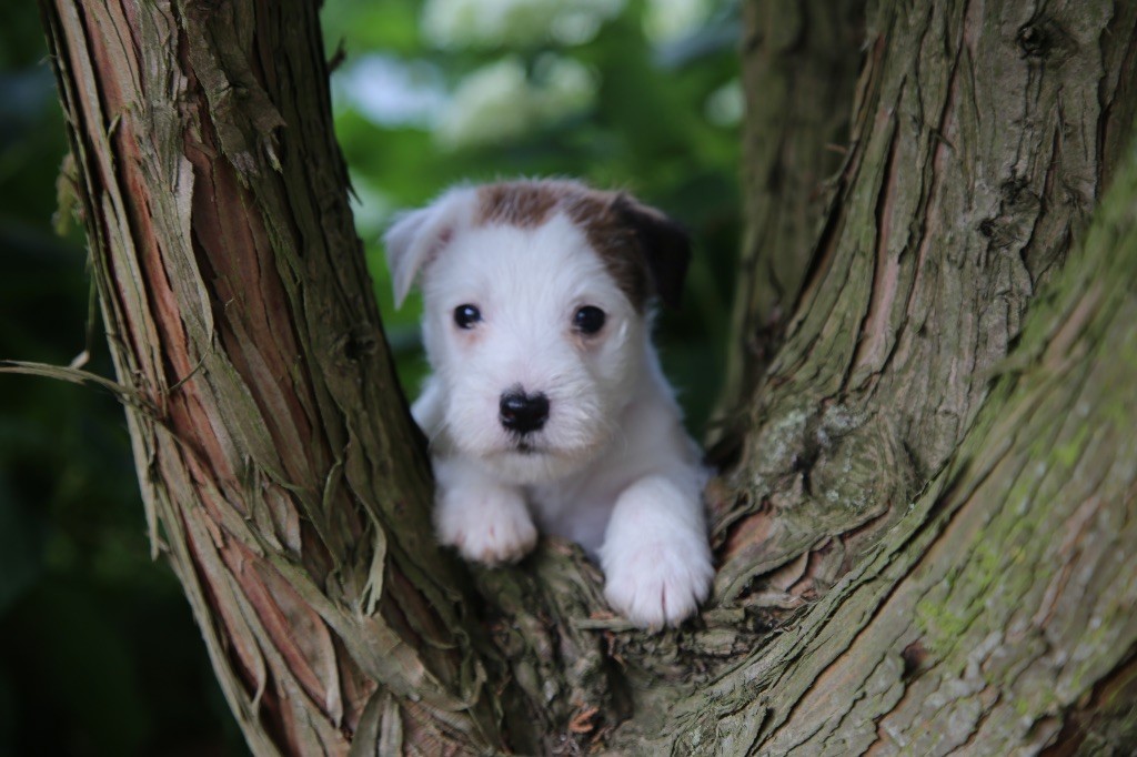 De La Grange Du Moulin - Chiots disponibles - Parson Russell Terrier