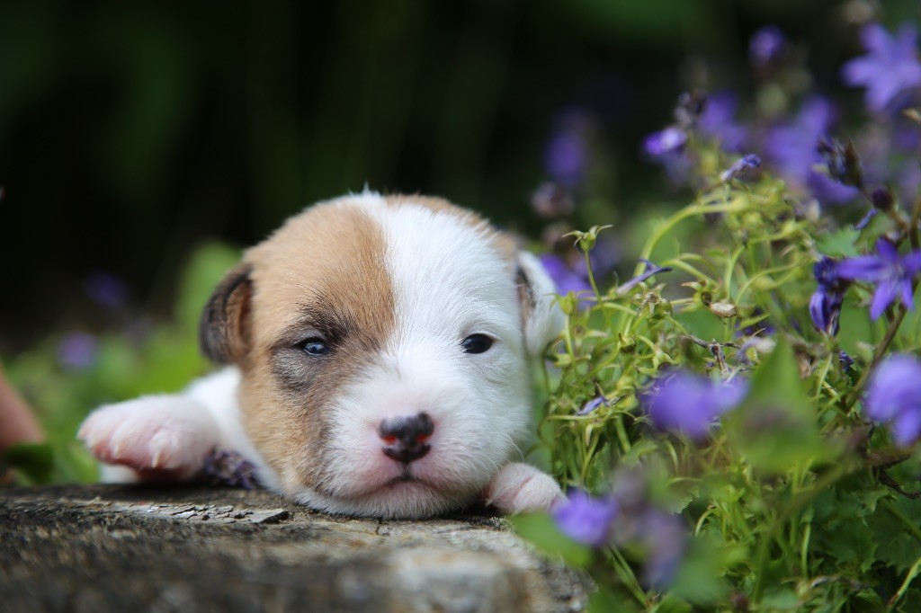 De La Grange Du Moulin - Chiots disponibles - Parson Russell Terrier