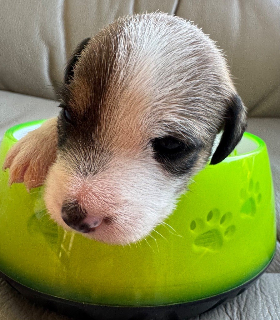 De La Grange Du Moulin - Chiots disponibles - Parson Russell Terrier