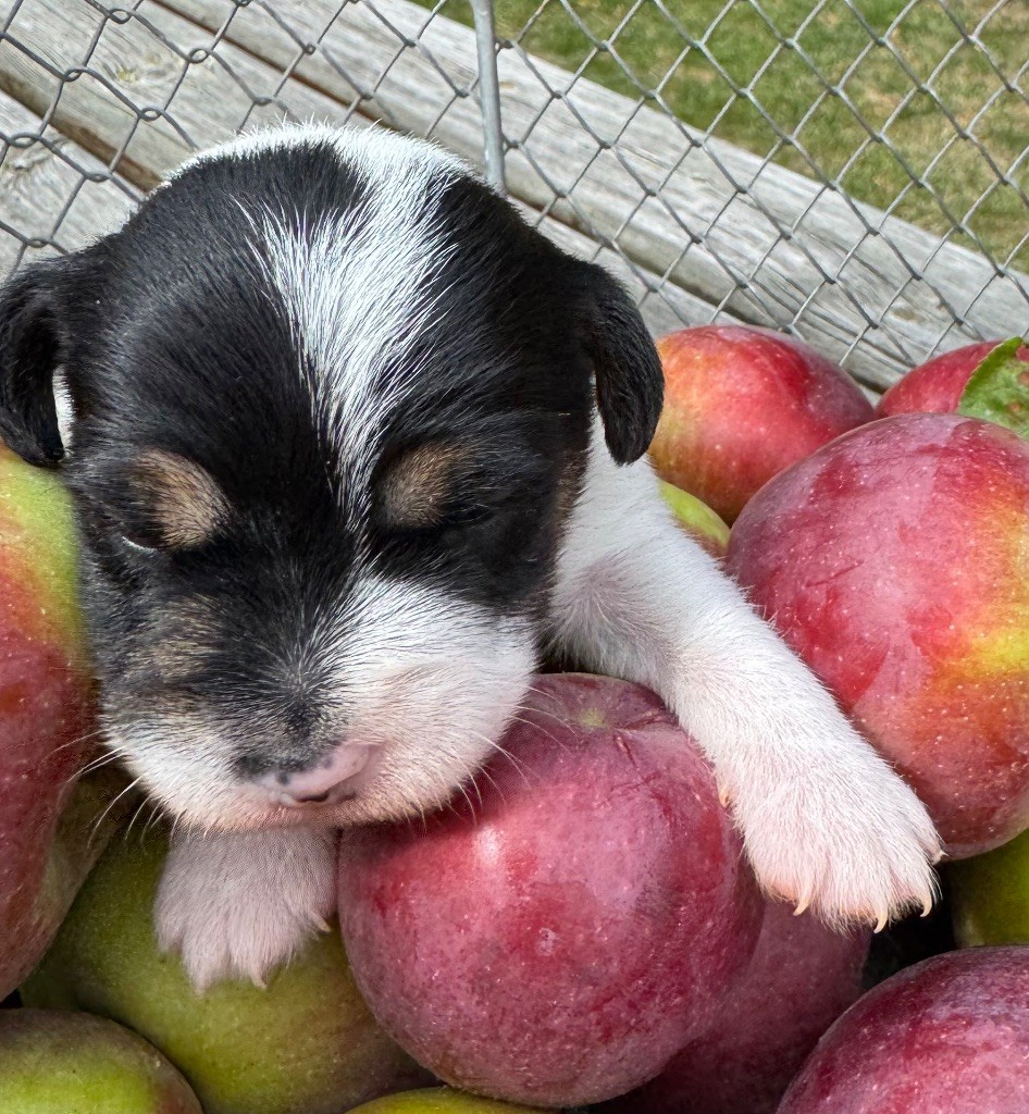 De La Grange Du Moulin - Chiots disponibles - Parson Russell Terrier