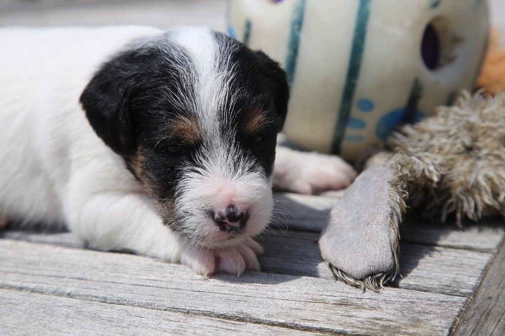 De La Grange Du Moulin - Chiots disponibles - Parson Russell Terrier