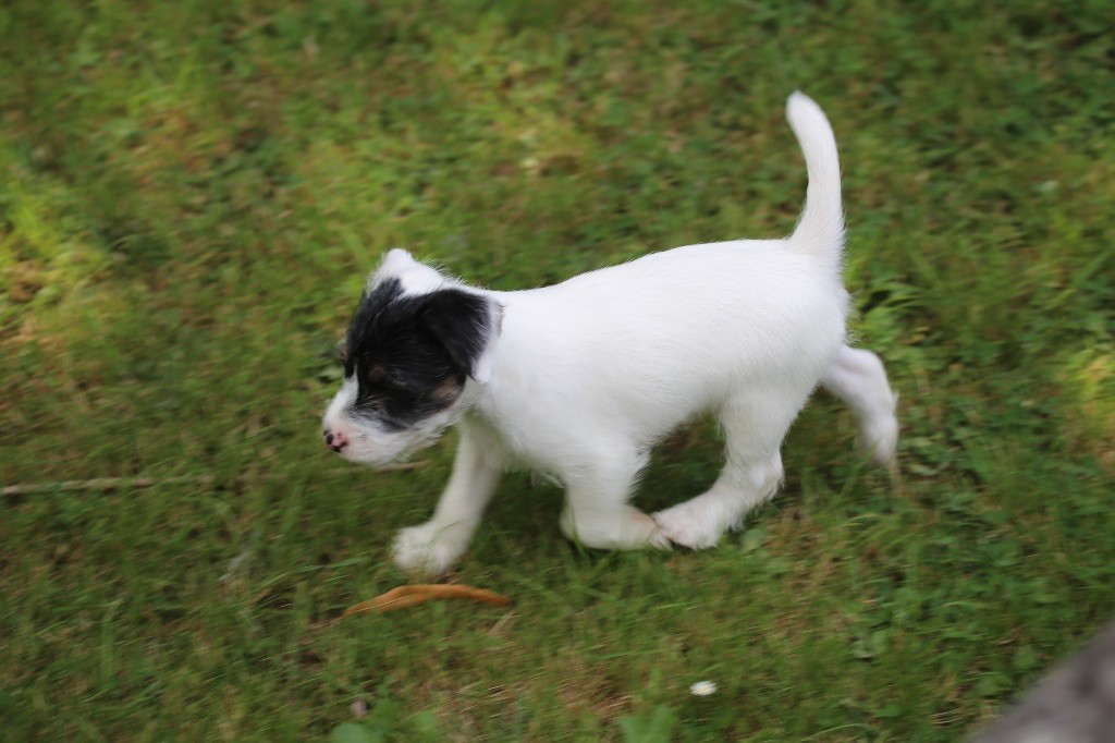 De La Grange Du Moulin - Chiots disponibles - Parson Russell Terrier