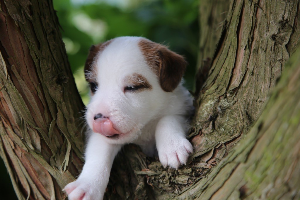 De La Grange Du Moulin - Chiots disponibles - Parson Russell Terrier