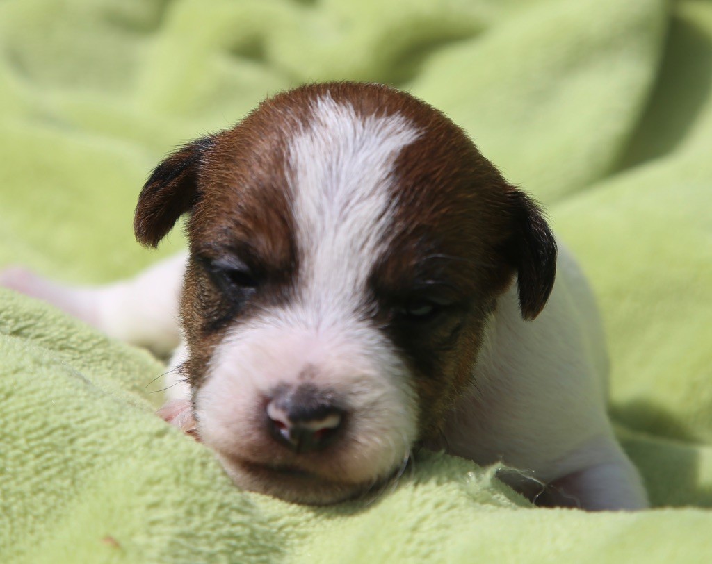 De La Grange Du Moulin - Chiots disponibles - Parson Russell Terrier