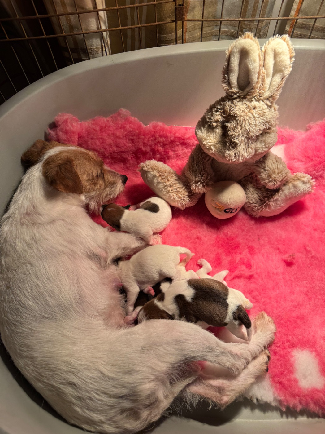 Chiot Parson Russell Terrier De La Grange Du Moulin