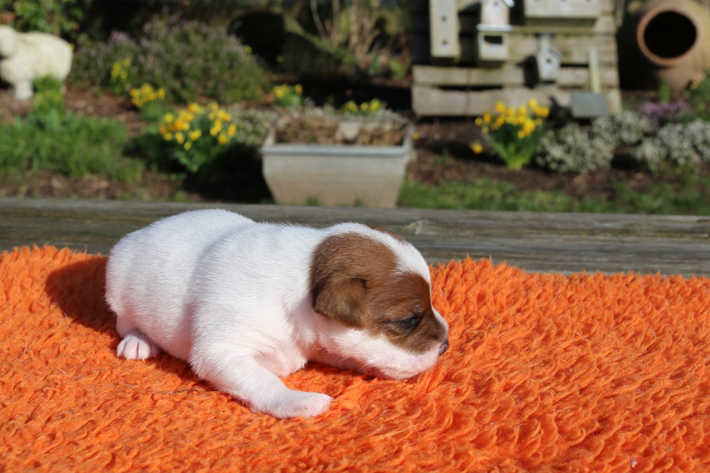 De La Grange Du Moulin - Chiots disponibles - Parson Russell Terrier
