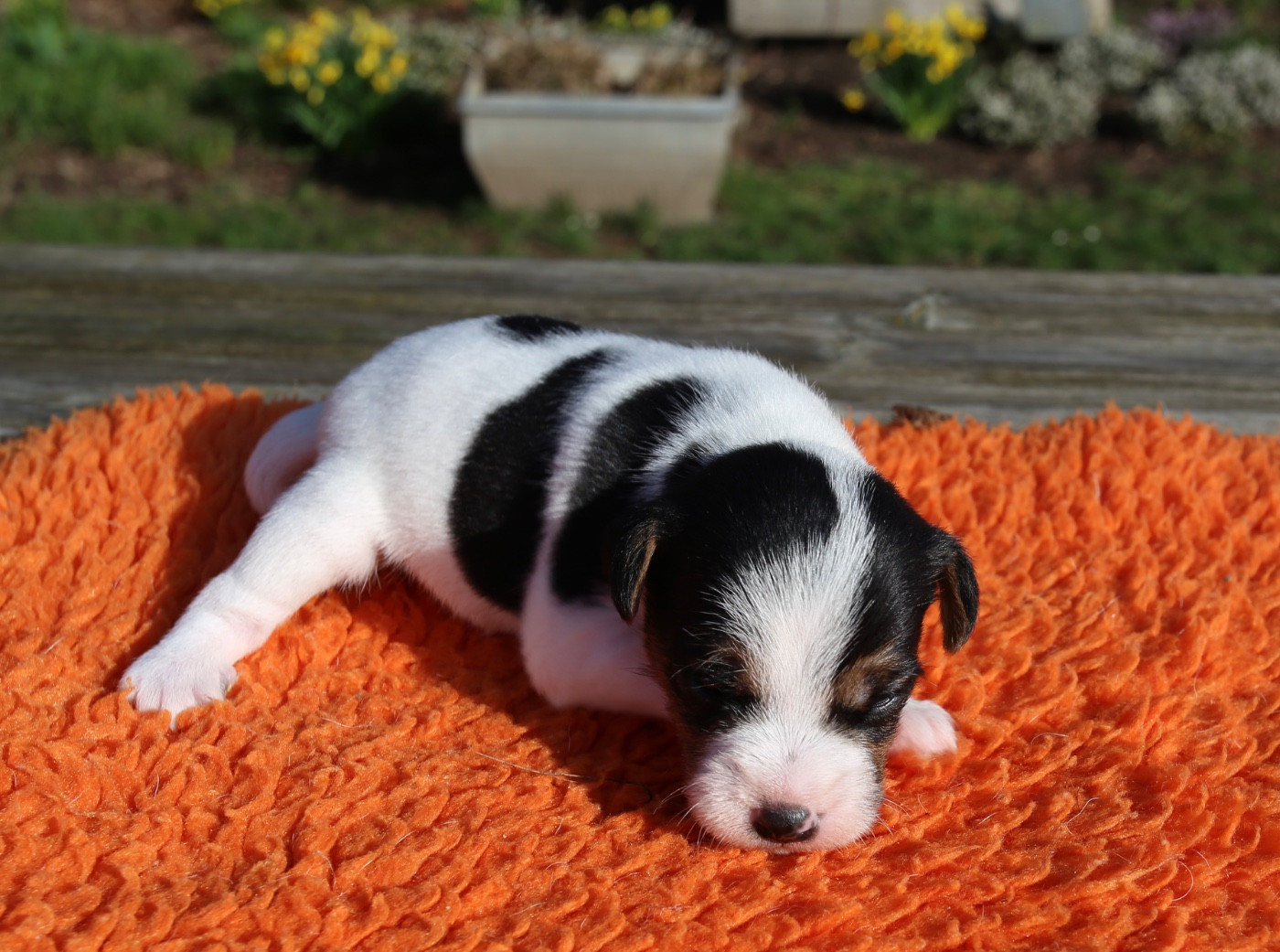 De La Grange Du Moulin - Chiots disponibles - Parson Russell Terrier