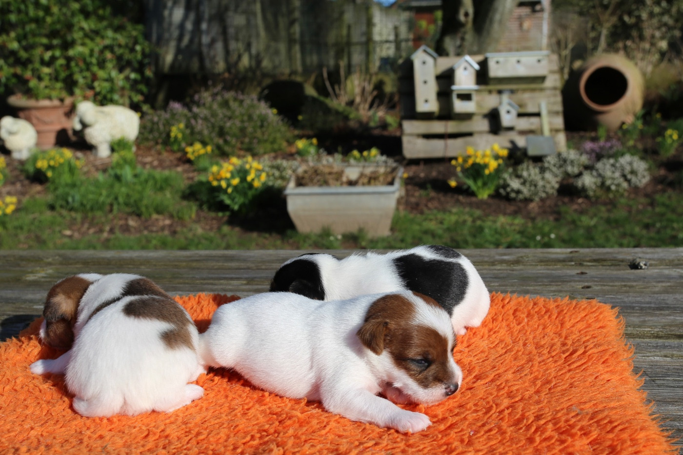 Chiot Parson Russell Terrier De La Grange Du Moulin