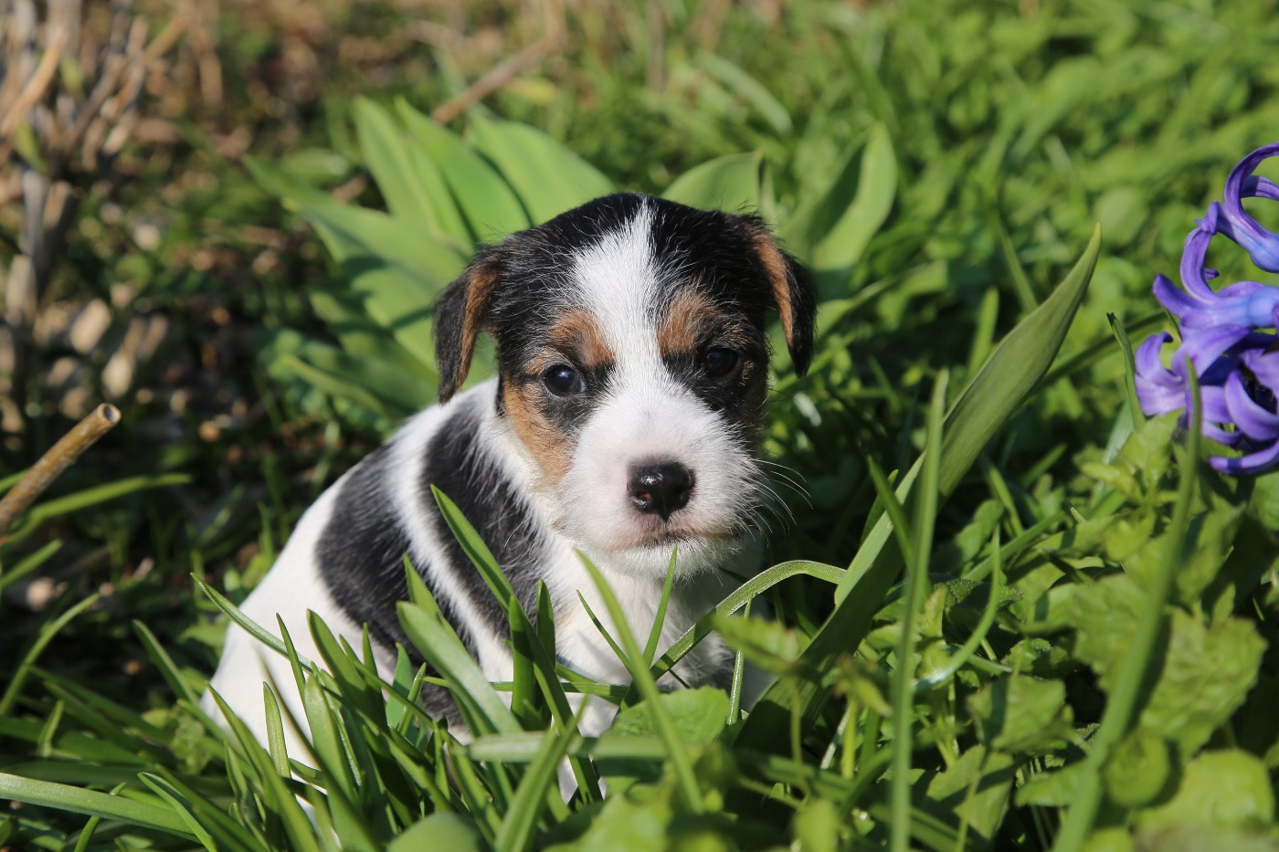 De La Grange Du Moulin - Chiots disponibles - Parson Russell Terrier