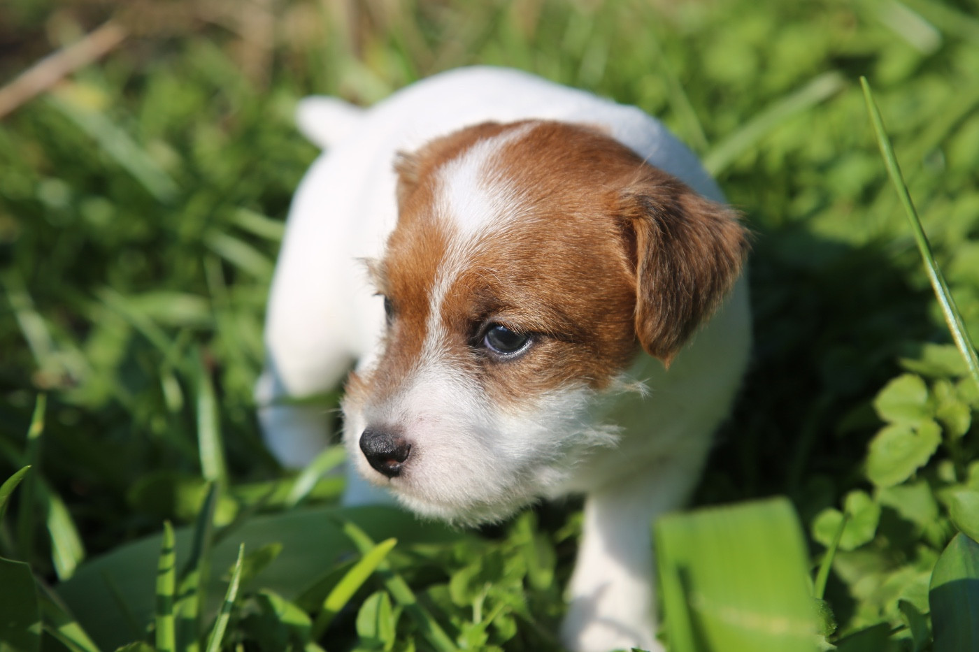 De La Grange Du Moulin - Chiots disponibles - Parson Russell Terrier