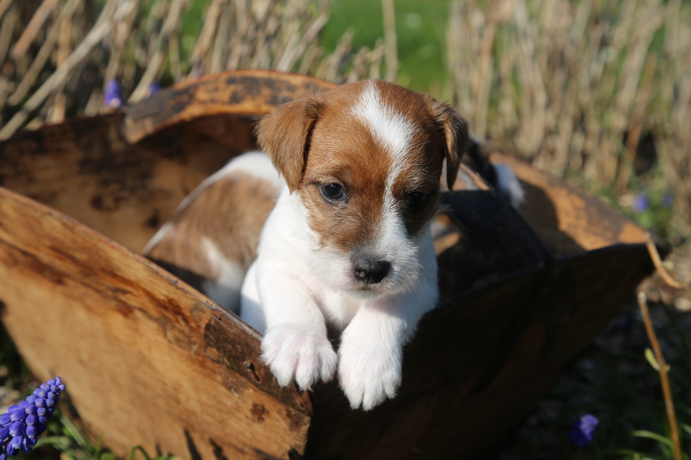 De La Grange Du Moulin - Chiots disponibles - Parson Russell Terrier