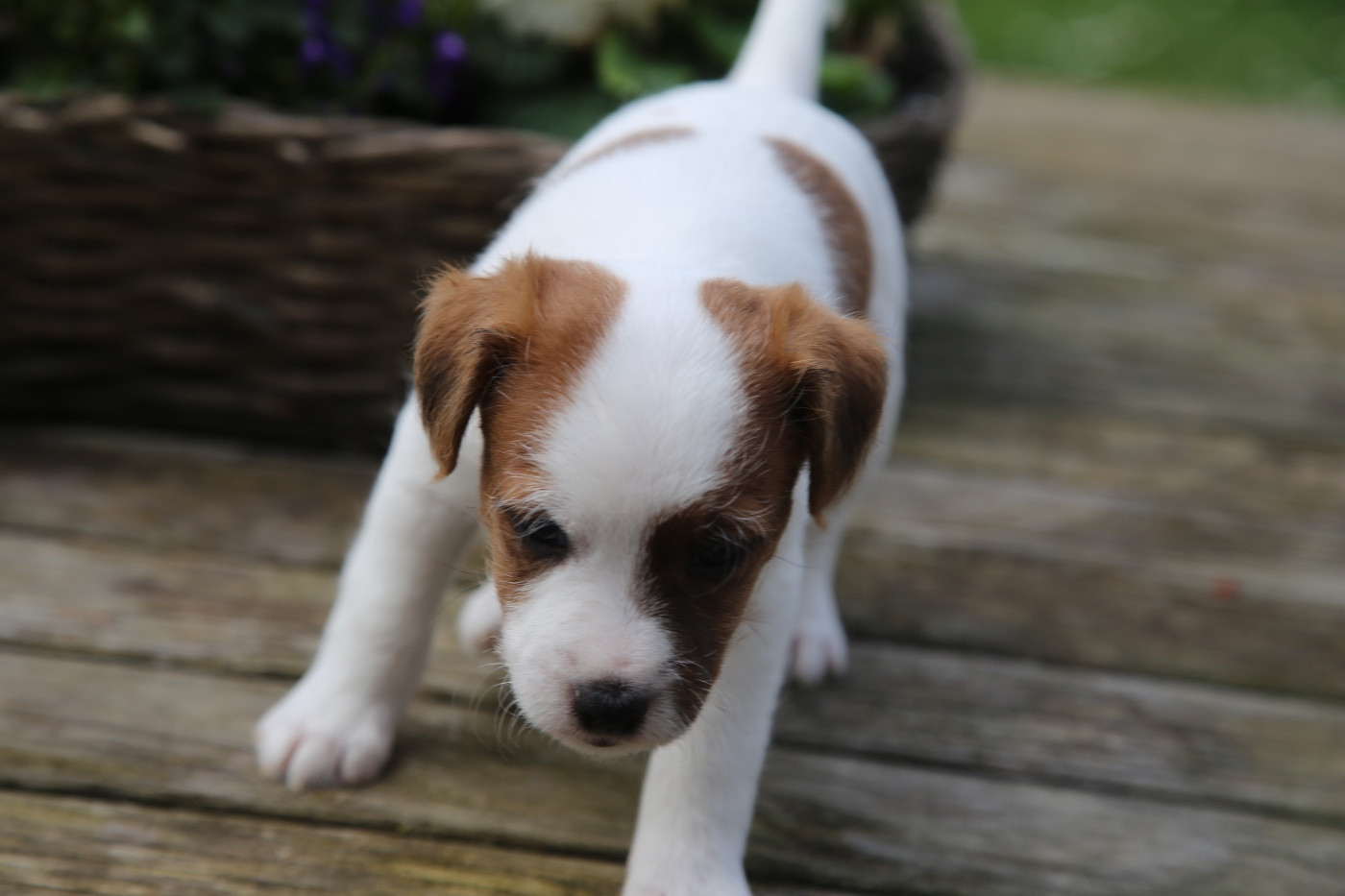 De La Grange Du Moulin - Chiots disponibles - Parson Russell Terrier
