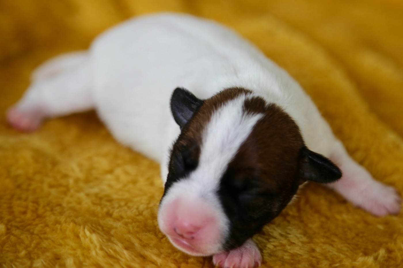 De La Grange Du Moulin - Chiots disponibles - Parson Russell Terrier