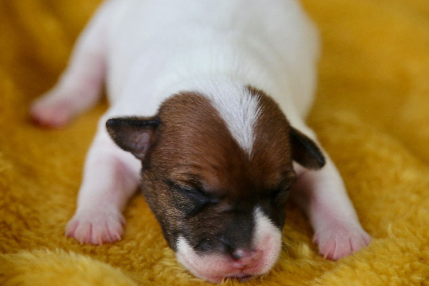 De La Grange Du Moulin - Chiots disponibles - Parson Russell Terrier