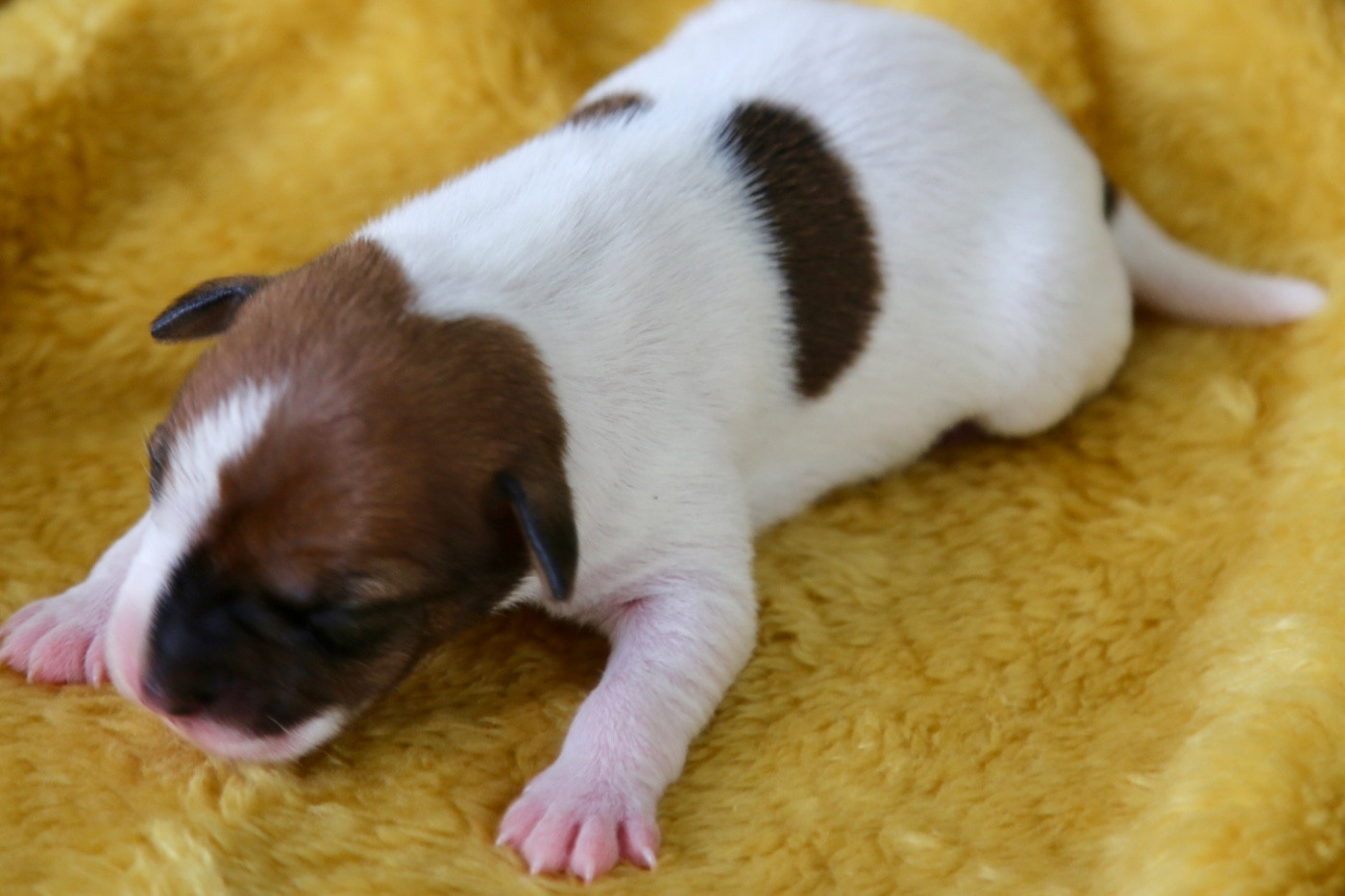 De La Grange Du Moulin - Chiots disponibles - Parson Russell Terrier