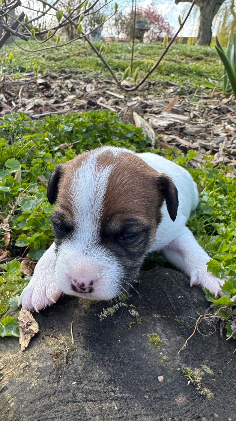 De La Grange Du Moulin - Chiots disponibles - Parson Russell Terrier