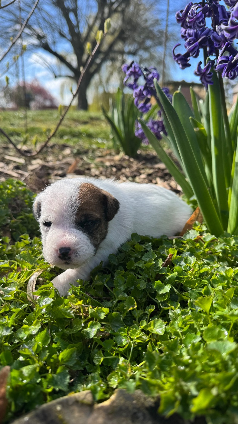 De La Grange Du Moulin - Chiots disponibles - Parson Russell Terrier