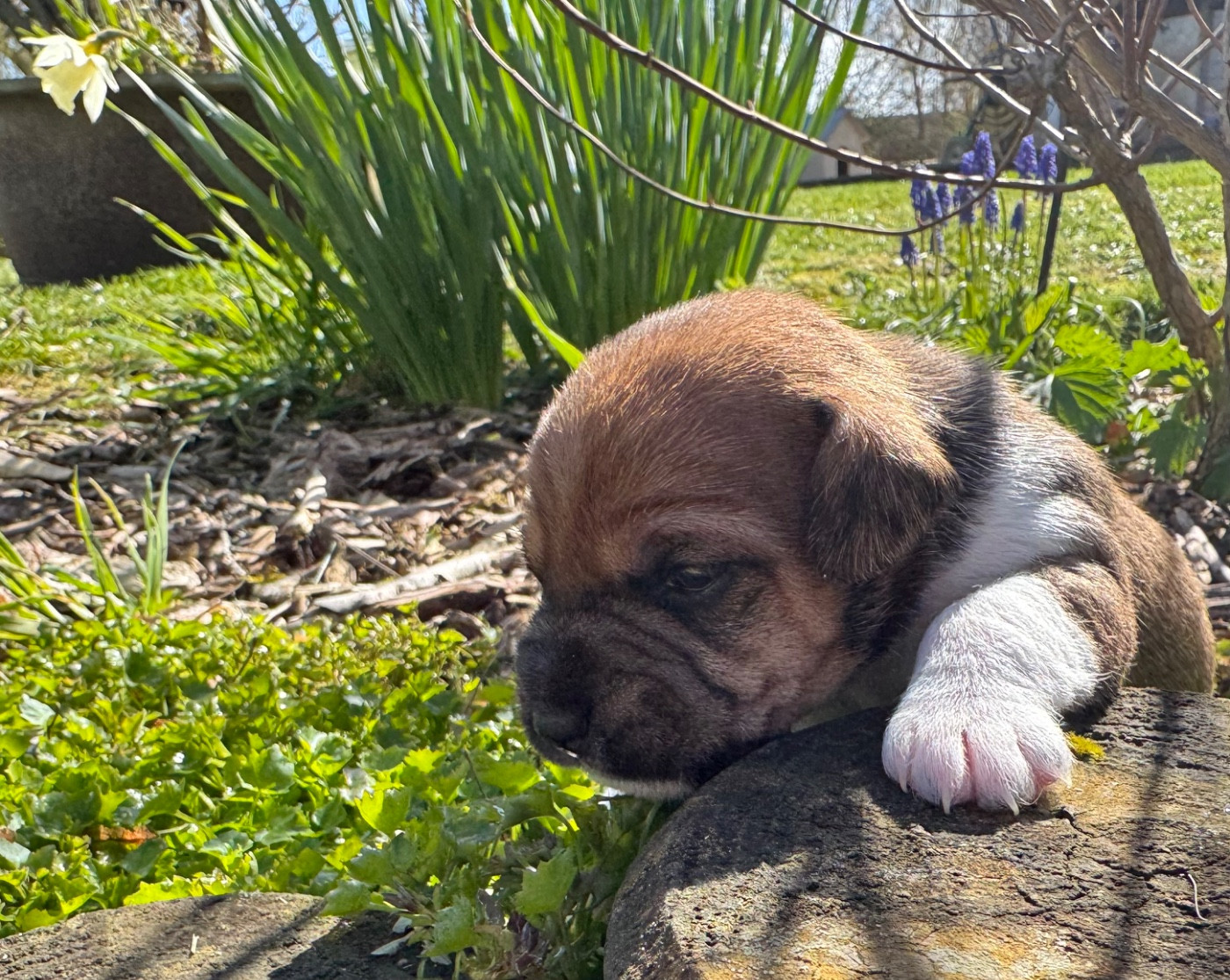De La Grange Du Moulin - Chiots disponibles - Parson Russell Terrier