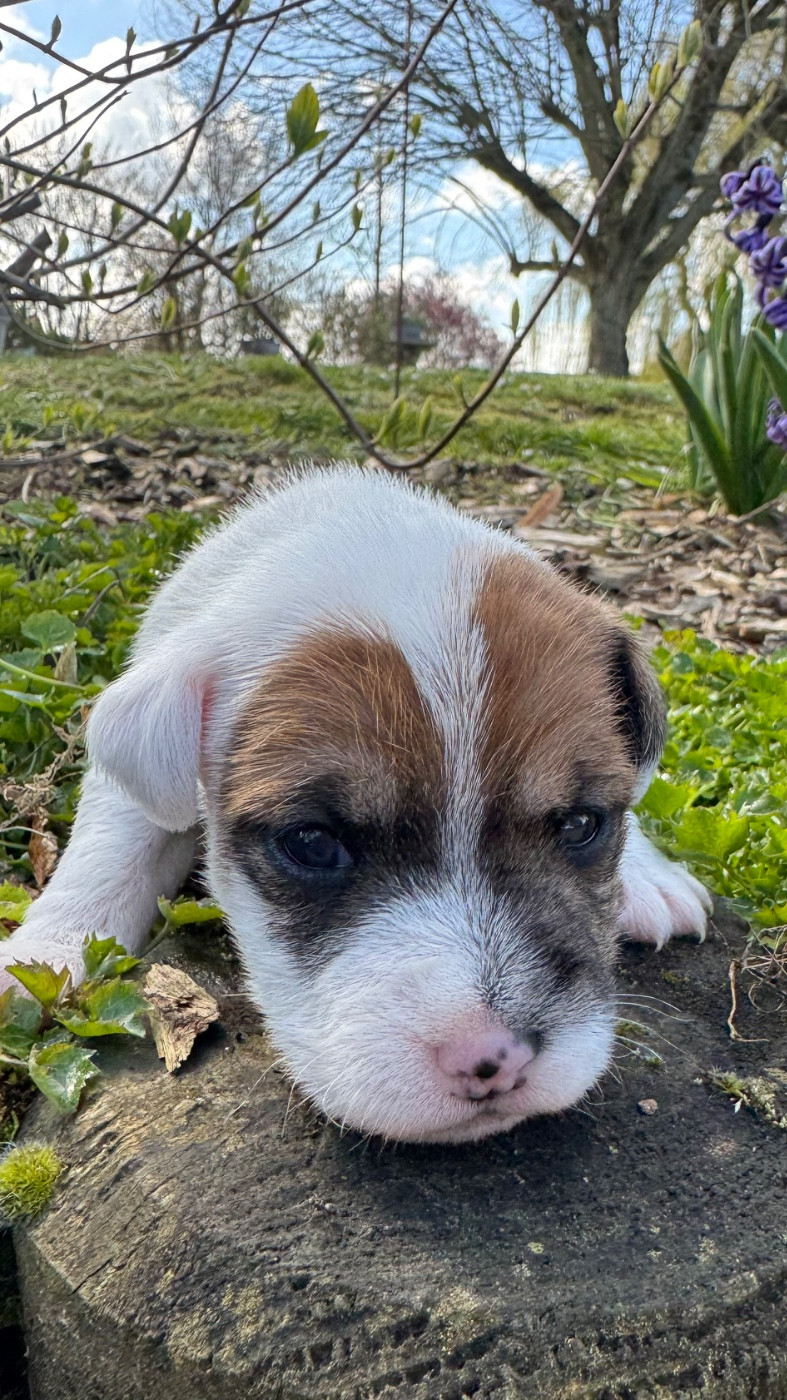 De La Grange Du Moulin - Chiots disponibles - Parson Russell Terrier
