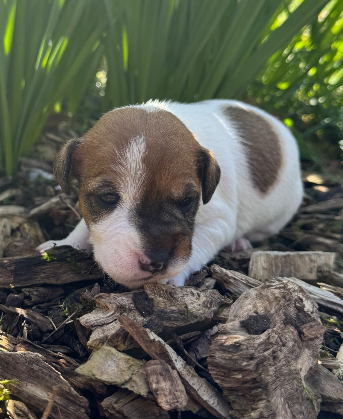 De La Grange Du Moulin - Chiots disponibles - Parson Russell Terrier