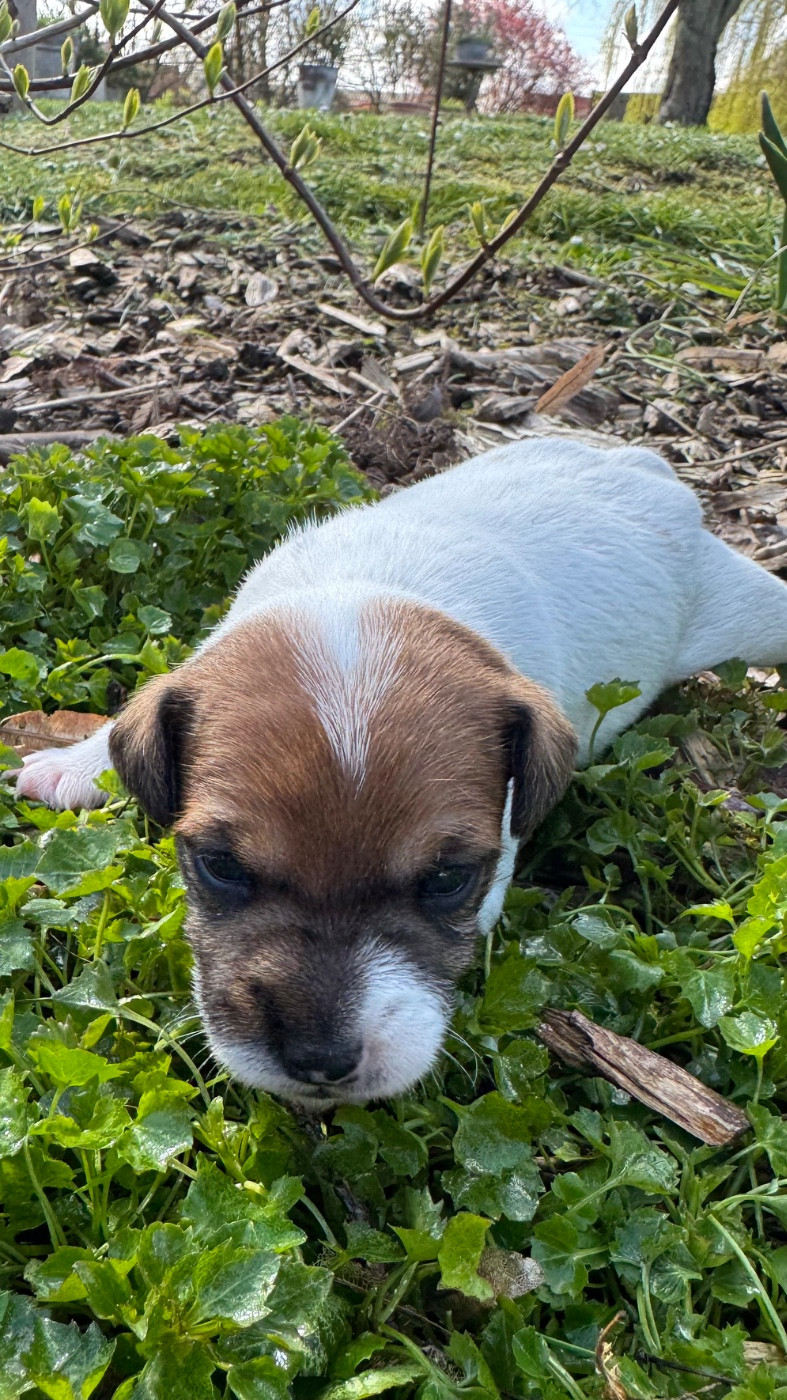 De La Grange Du Moulin - Chiots disponibles - Parson Russell Terrier