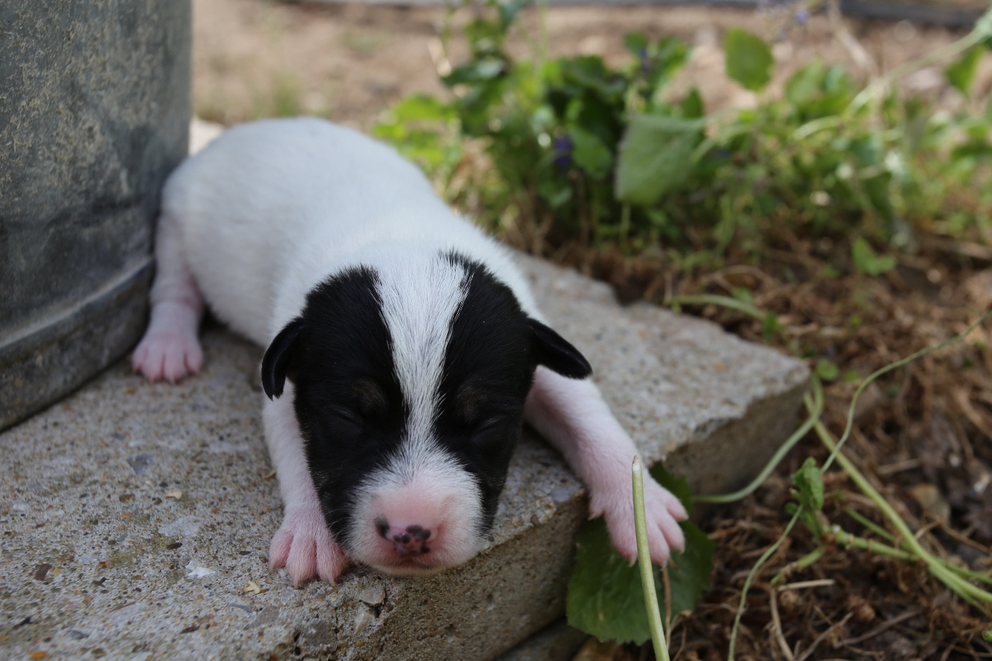 De La Grange Du Moulin - Chiots disponibles - Parson Russell Terrier