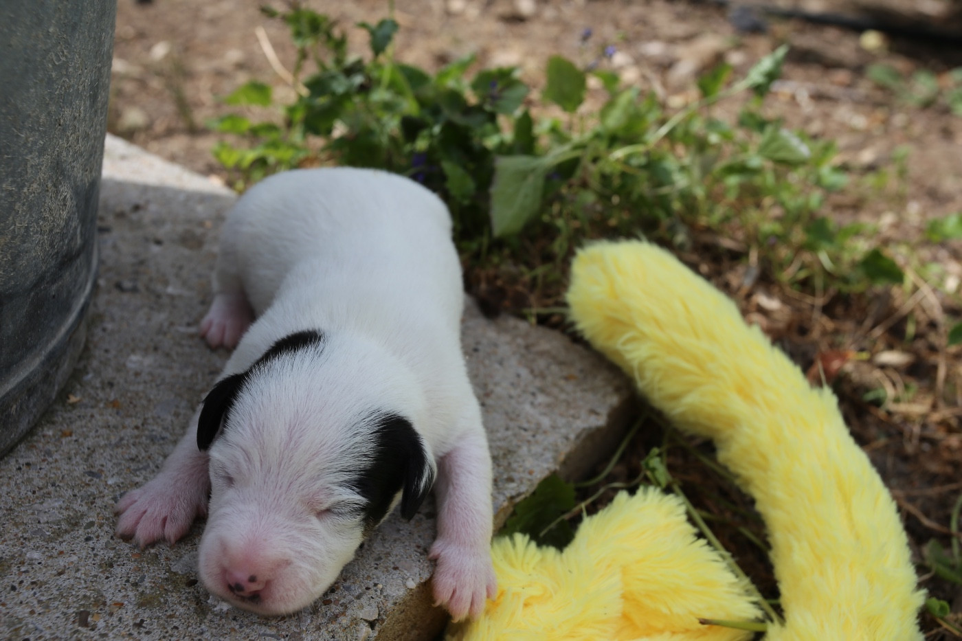 De La Grange Du Moulin - Chiots disponibles - Parson Russell Terrier