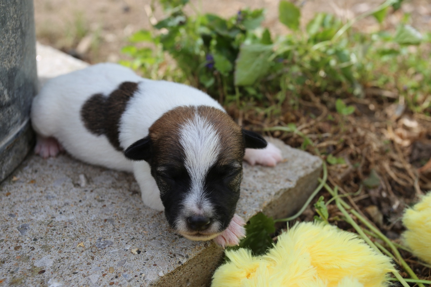De La Grange Du Moulin - Chiots disponibles - Parson Russell Terrier