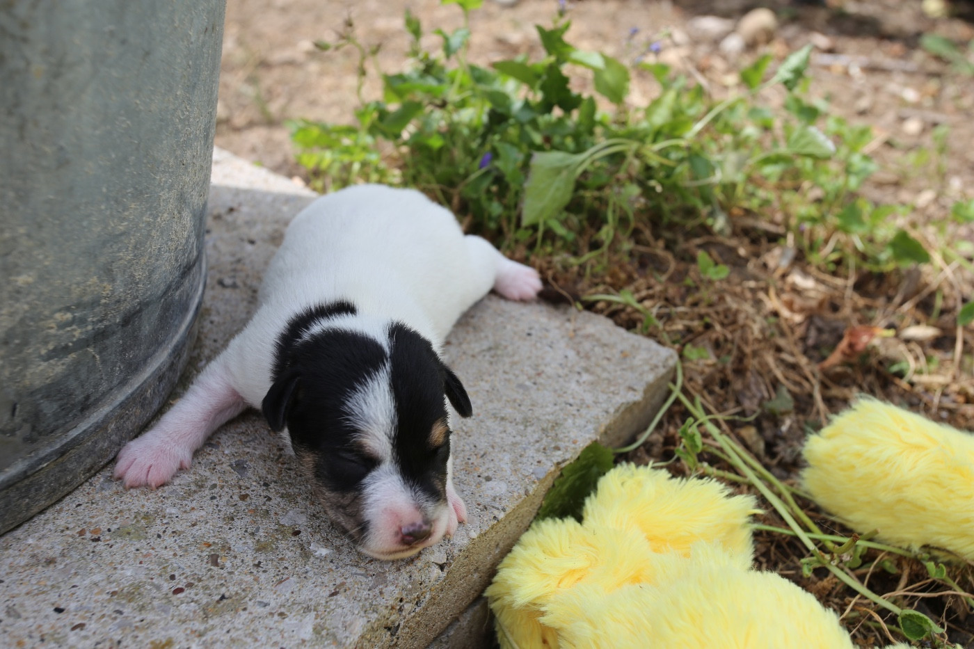 De La Grange Du Moulin - Chiots disponibles - Parson Russell Terrier