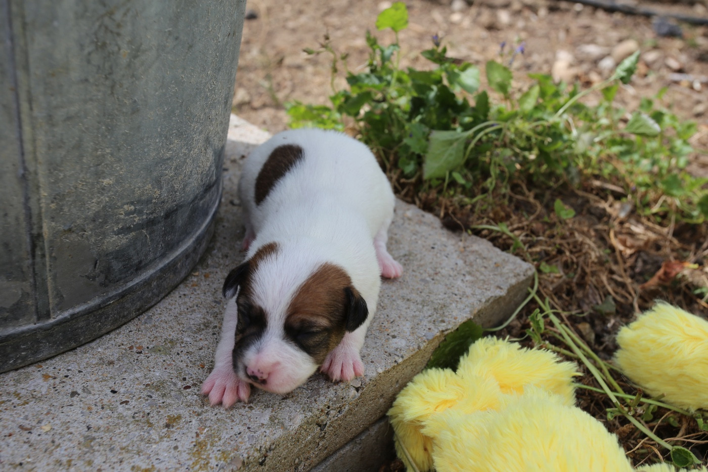 De La Grange Du Moulin - Chiots disponibles - Parson Russell Terrier