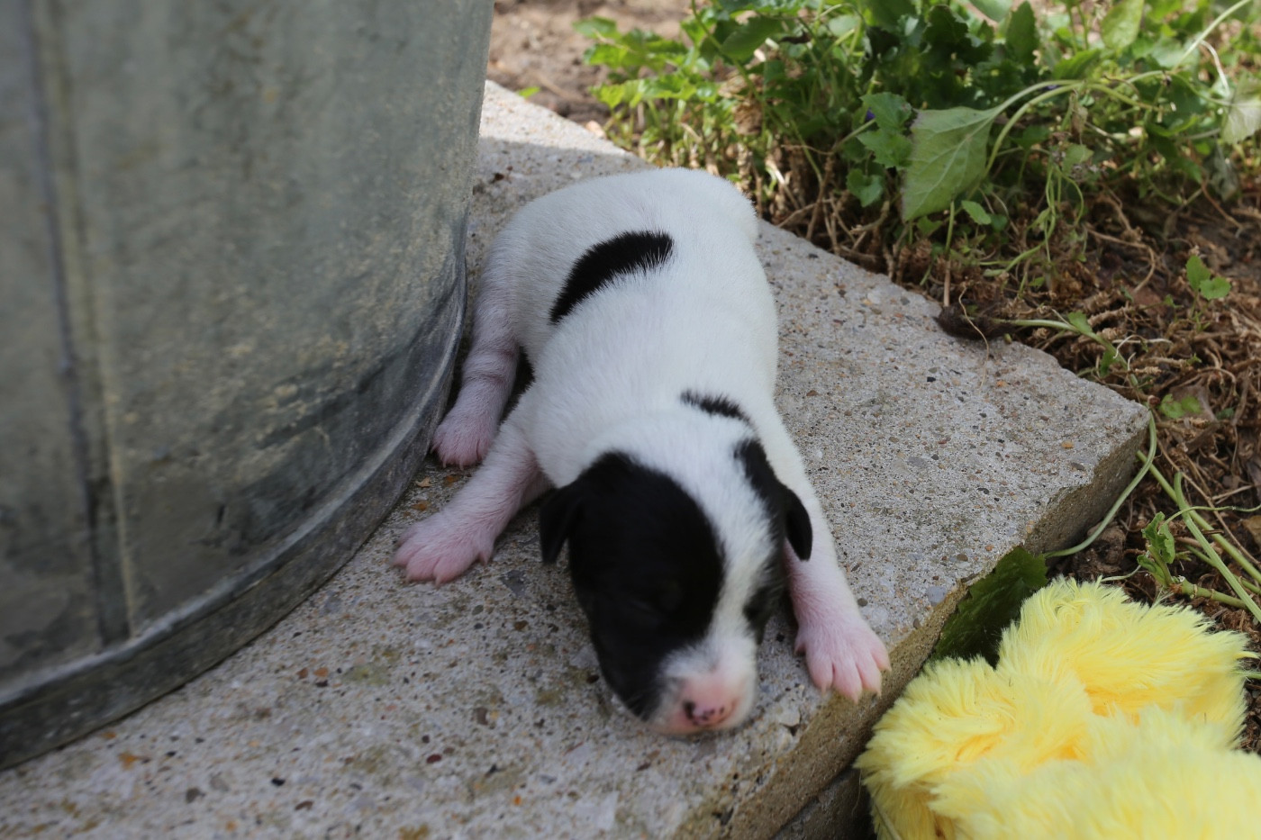 De La Grange Du Moulin - Chiots disponibles - Parson Russell Terrier