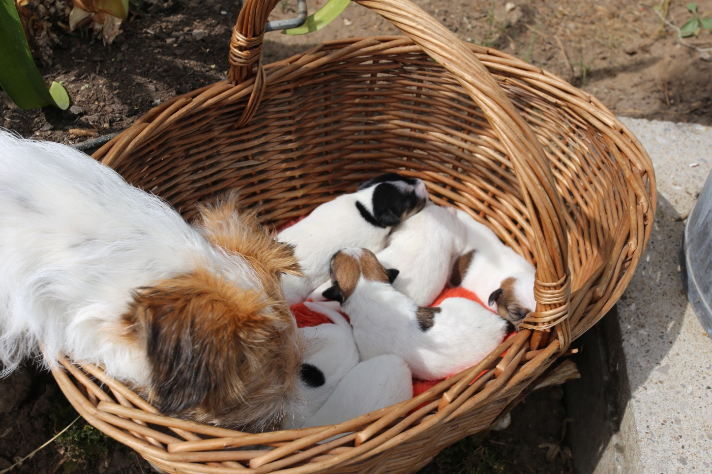 Chiot Parson Russell Terrier De La Grange Du Moulin
