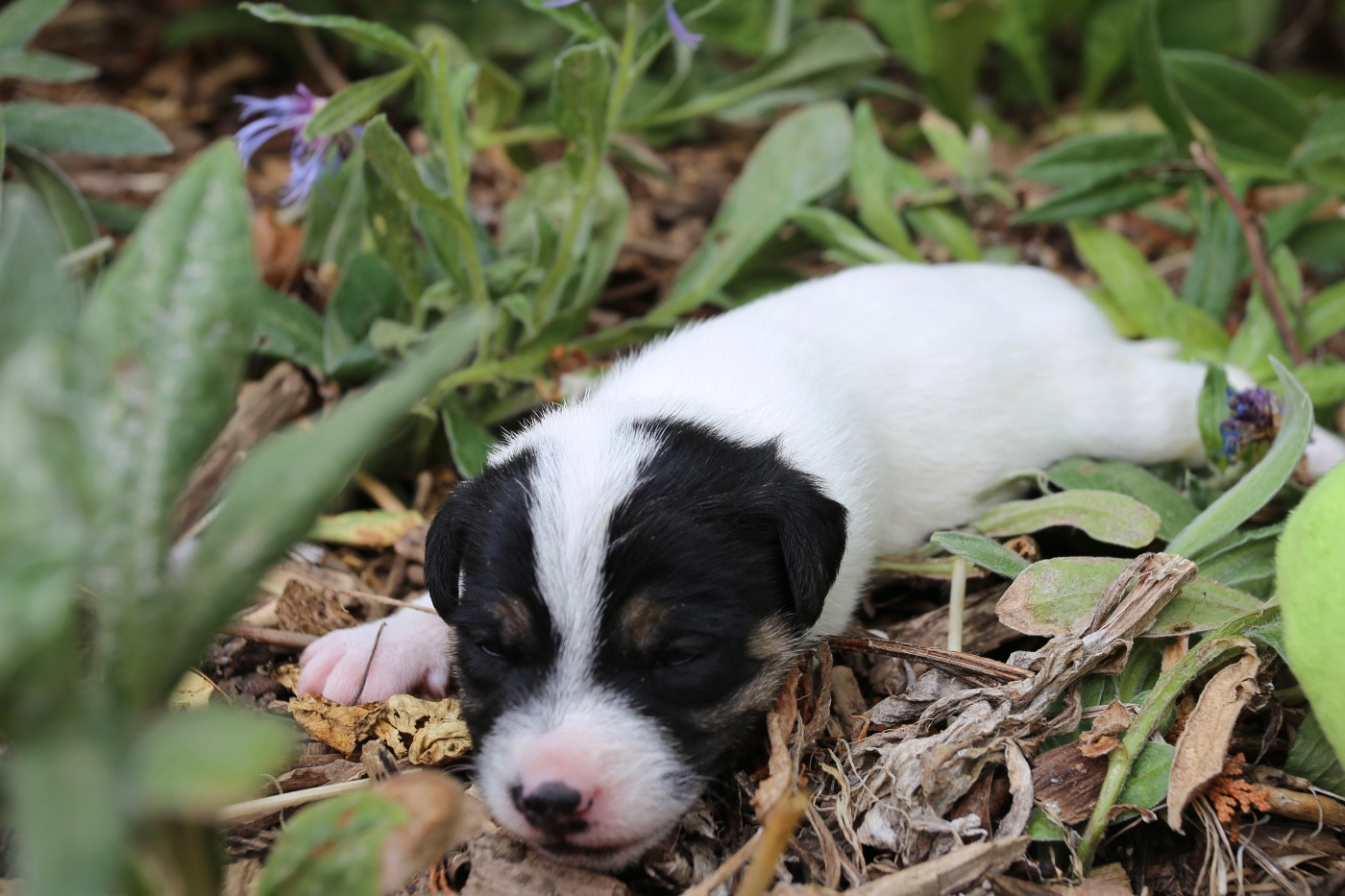 De La Grange Du Moulin - Chiots disponibles - Parson Russell Terrier