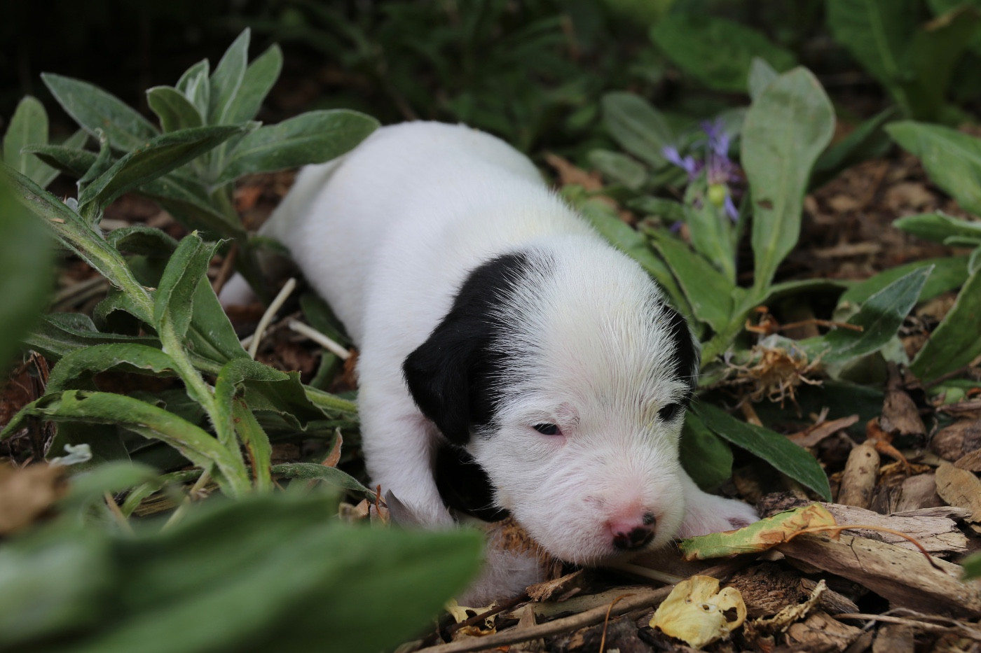 De La Grange Du Moulin - Chiots disponibles - Parson Russell Terrier