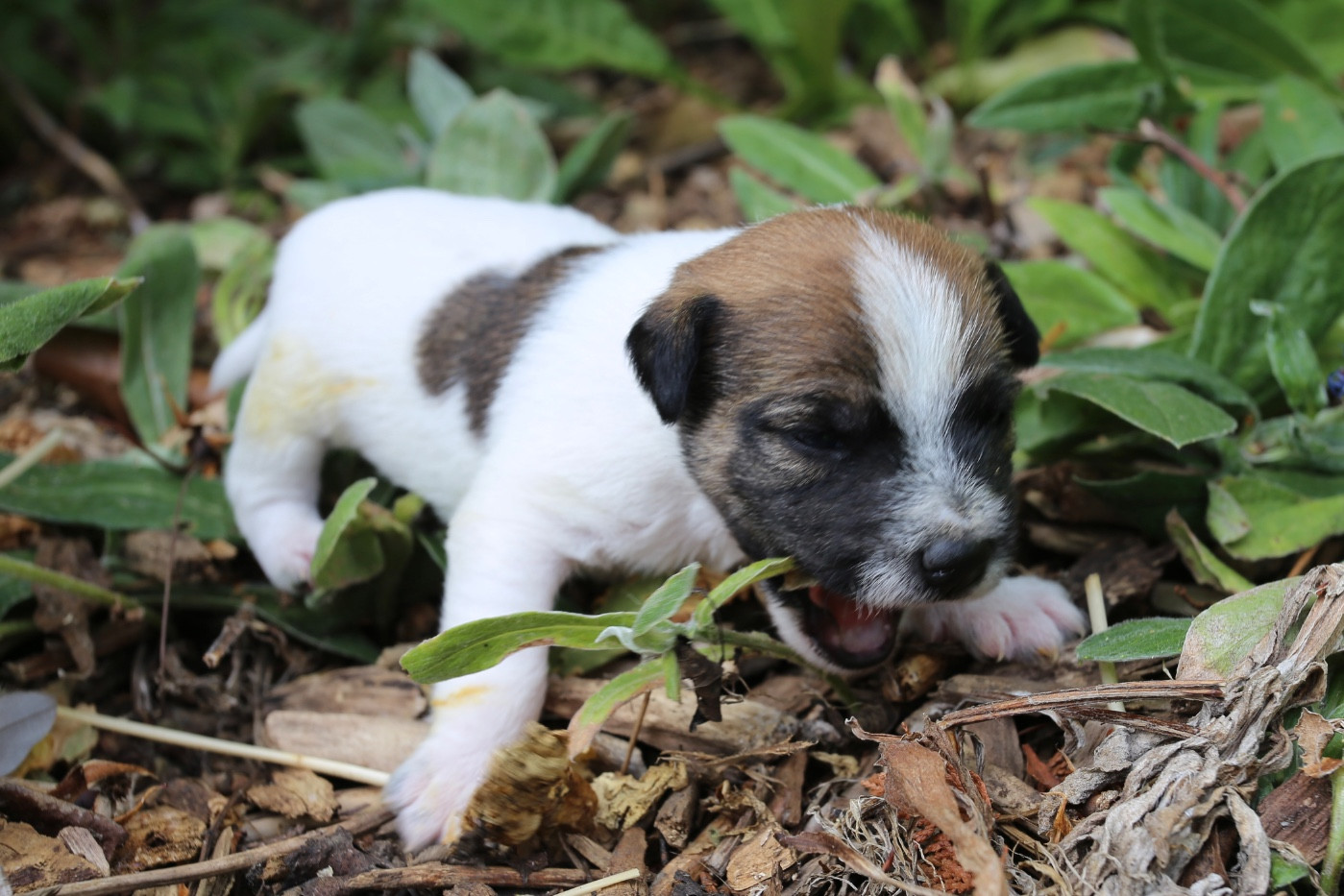 De La Grange Du Moulin - Chiots disponibles - Parson Russell Terrier